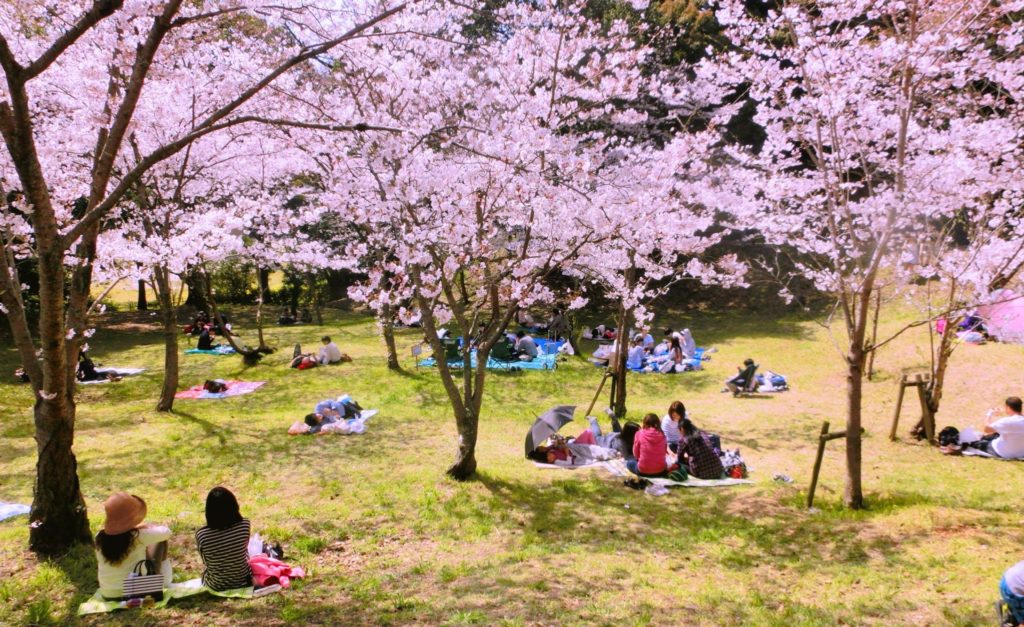 お花見