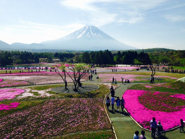 富士芝桜まつり