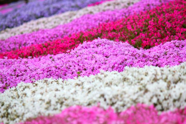 芝桜