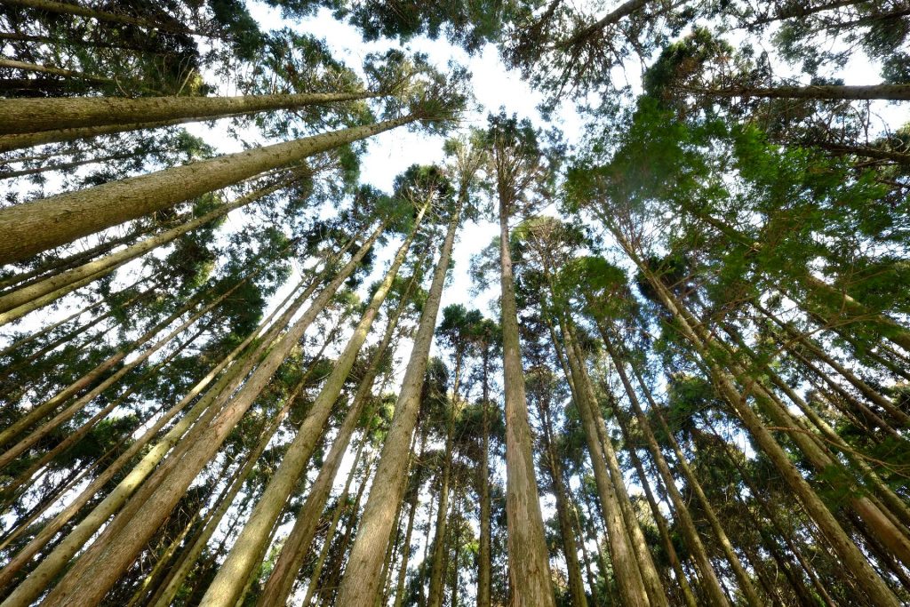 檜の林